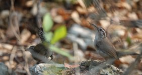 wren_sp_huatulco.JPG