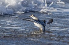 Grey-Phalarope-(28)-fbook.jpg