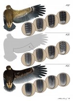 ariability-of-main-characters-in-spotted-eagles-and-their-hybrids-from-below-Michal.jpg