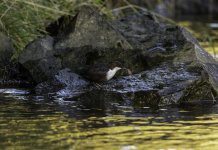 Dipper on the Ericht.jpg