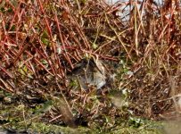 JACK SNIPE - SANDWELL VALLEY RSPB 19 10 2022 (75).JPG