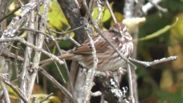 sparrow 1b.jpg