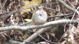 sparrow 2b.jpg