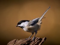 Black-capped Chickadee  4.jpg