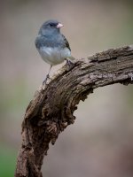 Dark-eyed Junco 18.jpg