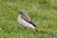 Pied-Wheatear-(81)-fbook.jpg