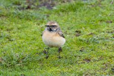 Pied-Wheatear-(150)-fbook-uncropped-400mm.jpg