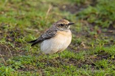 Pied-Wheatear-(251)-fbook.jpg