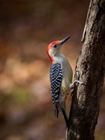 Red-bellied Woodpecker 15.jpg