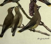 Waxwings, cedar.jpg