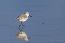 Sanderling-(2)-fbook.jpg