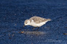 Sanderling-(28)-fbook.jpg