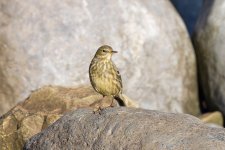 Rock-Pipit-(2)-fbook.jpg