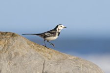 Pied-Wagtail-(5)-fbook.jpg