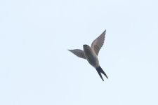 20221107 (3)_Red-rumped_Swallow.JPG