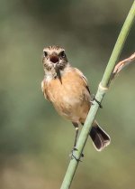 Stonechat Sample 1.jpg