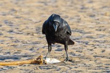 Carrion-Crow-(22)-fbook.jpg