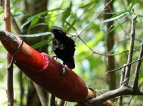 parotia ready to dance.JPG