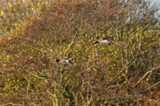 Wigeon-(62)-fbook.jpg