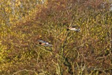 Wigeon-(63)-fbook.jpg