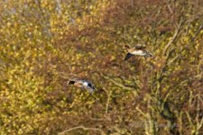 Wigeon-(64)-fbook.jpg