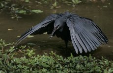 Black Heron 2.jpg
