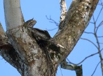 papuan frogmouth.JPG