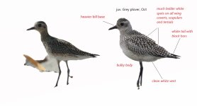 plovers_compared.jpg