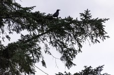 Raven at Backwater.jpg