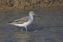 Greenshank2.jpg