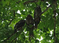papuan frogmouth trio.JPG