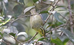 276 Sulphir-breasted Warbler 001.jpg