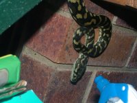 Morelia spilota (Carpet python)  03 - small.jpg