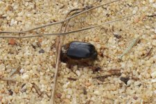 Beetle ID Portugal.jpg