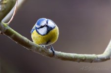 Blue-Tit-(4)-fbook.jpg