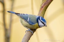 Blue-Tit-(16)-fbook.jpg