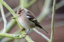 Chaffinch-(2)-fbook.jpg