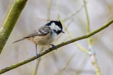 Coal-Tit-(3)-fbook.jpg