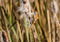 _A Bearded tit - Panurus biarmicus 501A0946.jpg