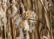 A Bearded tit - Panurus biarmicus 501A0899.jpg