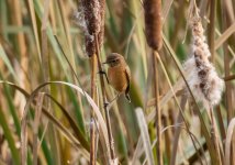 A Stonechat - Saxicola torquata 501A0823.jpg