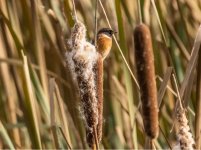 A Stonechat - Saxicola torquata 501A0853.jpg