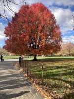 Red Maple, Autumn.jpg