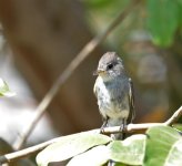 Tropical Pewee (10).JPG