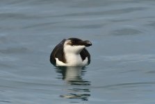 Razorbill2.JPG