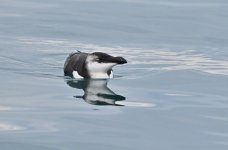 Razorbill9.JPG