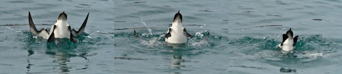 Razorbill-diving.jpeg