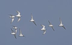 086 Sanderling 001.jpg