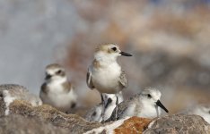 067 White-faced Plover 016.jpg