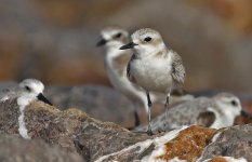 067 White-faced Plover 002.jpg